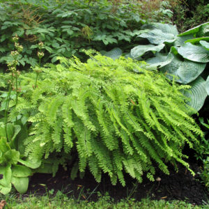 Ferns