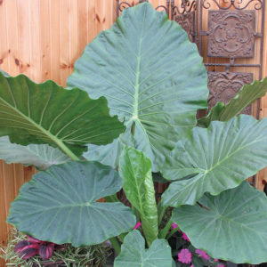 Tropicale
