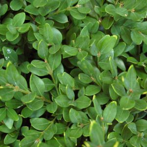 Evergreen shrubs