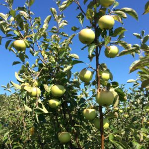 Fruit trees