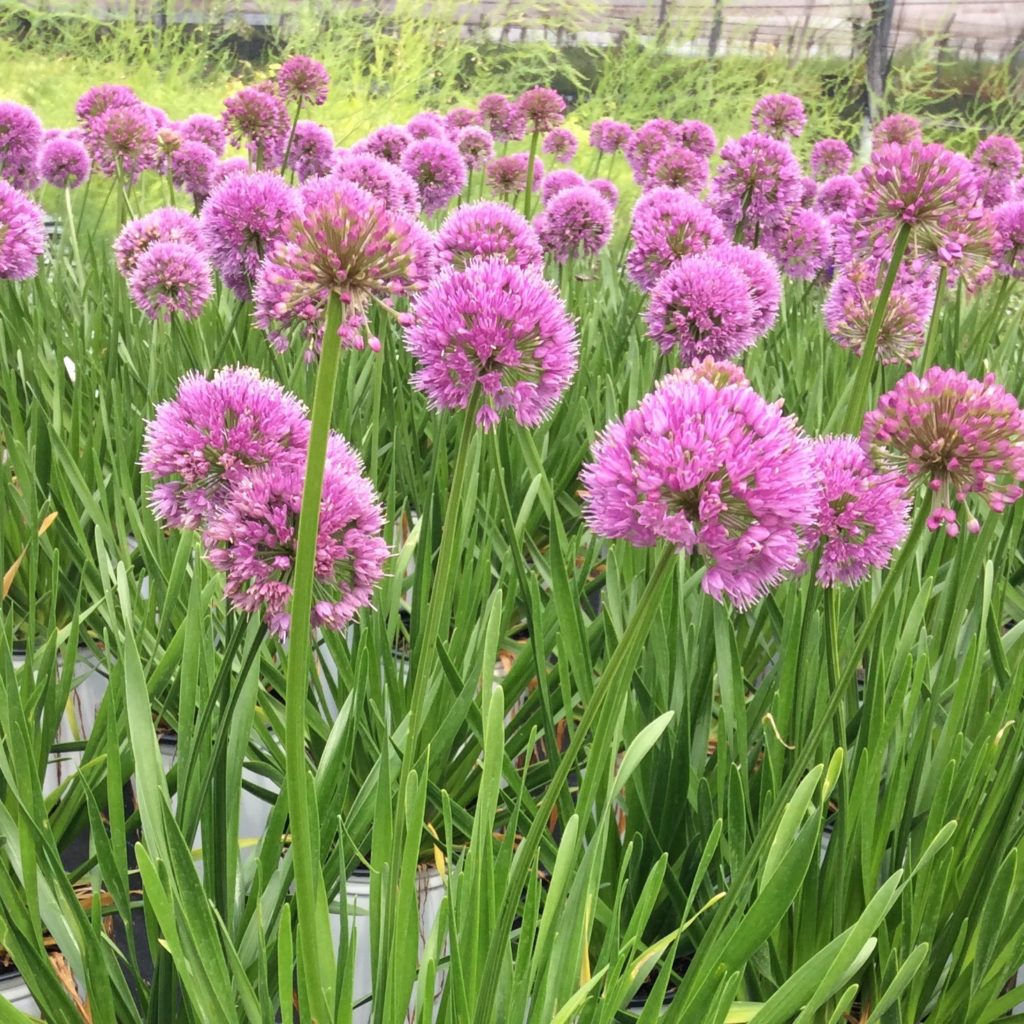 Allium Millennium Multiplants