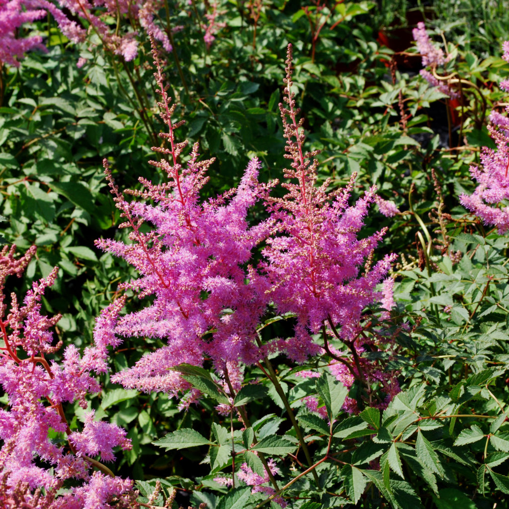 Astilbe arendsii Amethyst Multiplants
