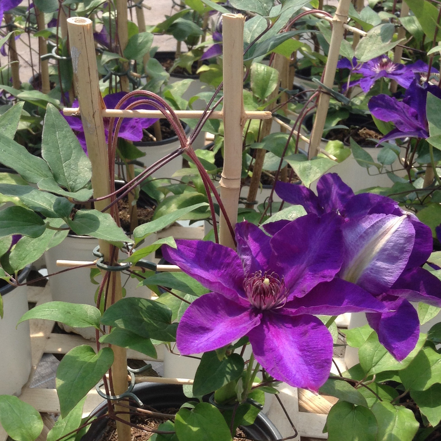 Clematis The President Multiplants