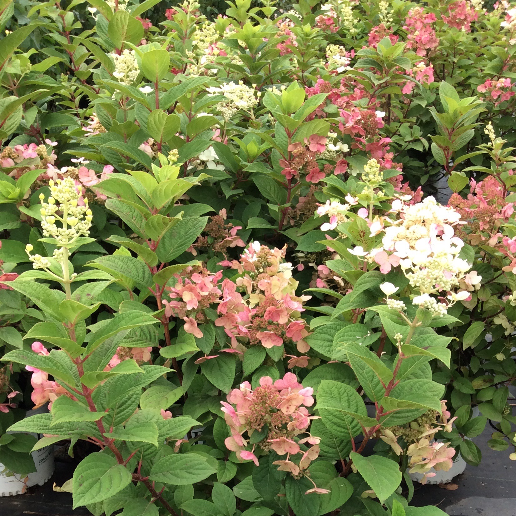 hydrangea quickfire hydrangea quickfire