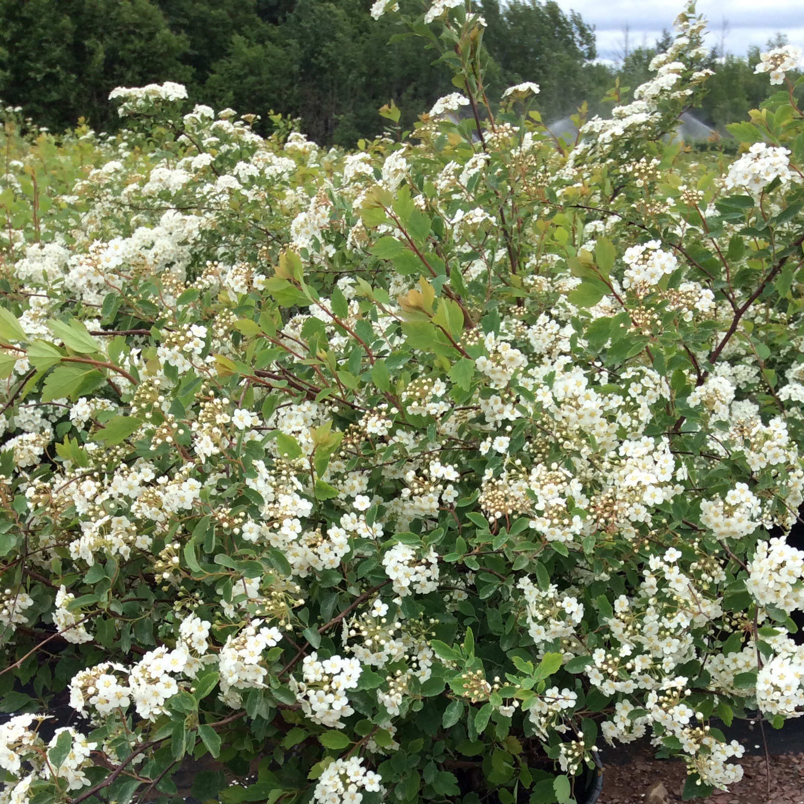 spiraea-vanhouttei-renaissance-multiplants