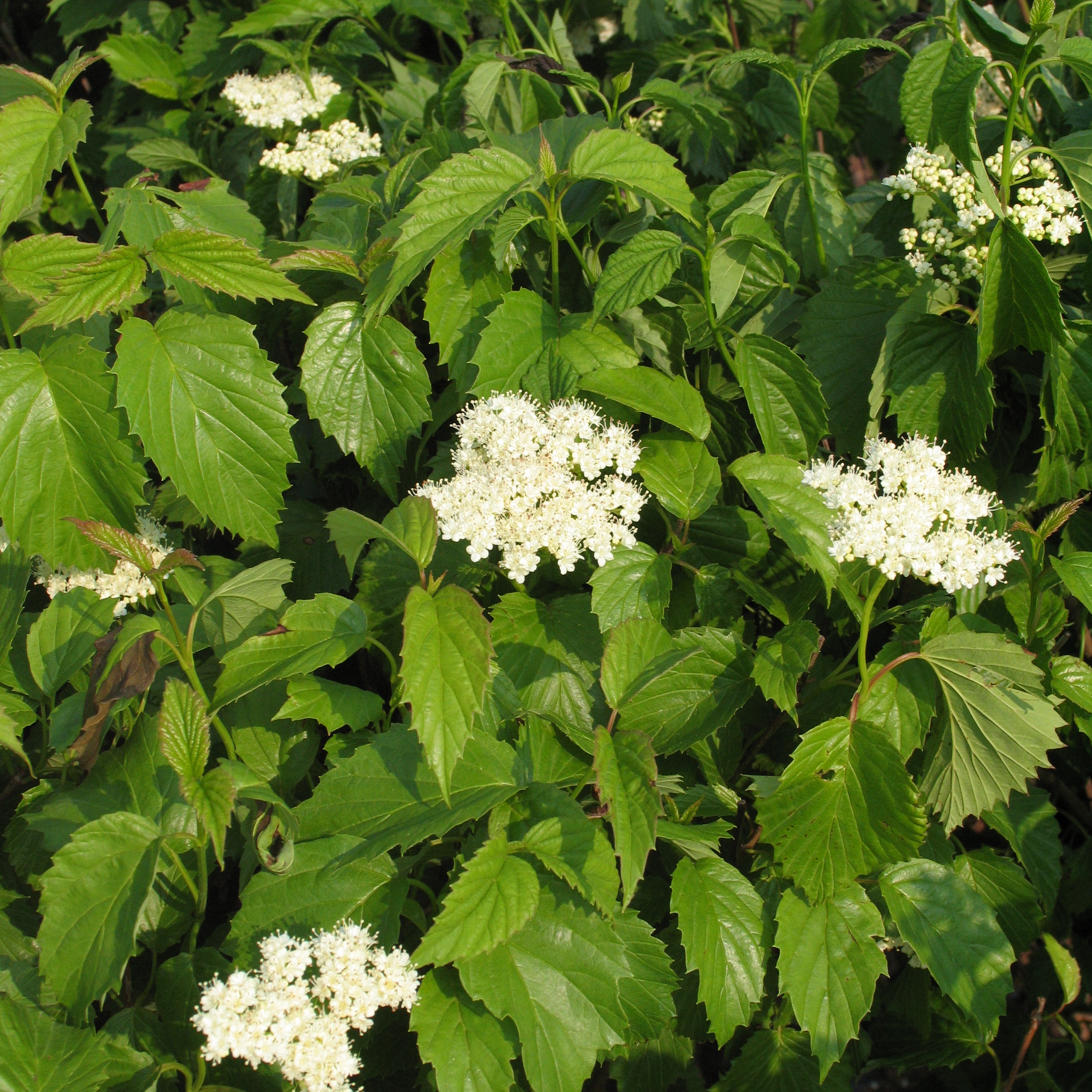 Viburnum dentatum Multiplants