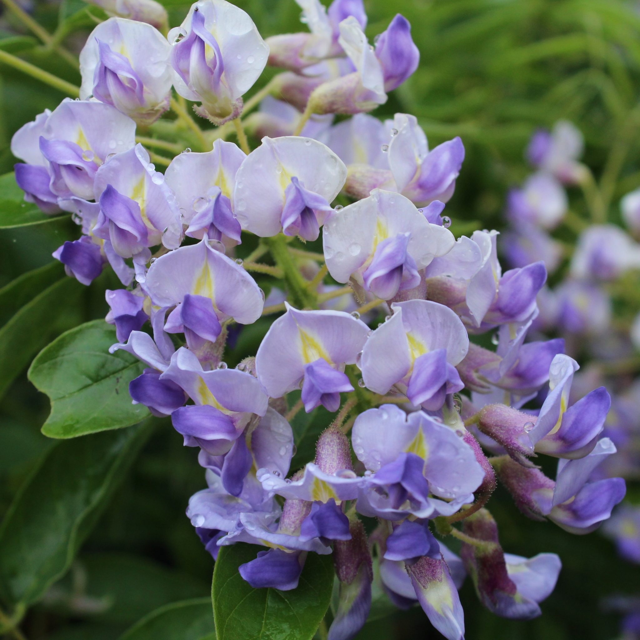 Wisteria macrostachya Blue Moon Multiplants