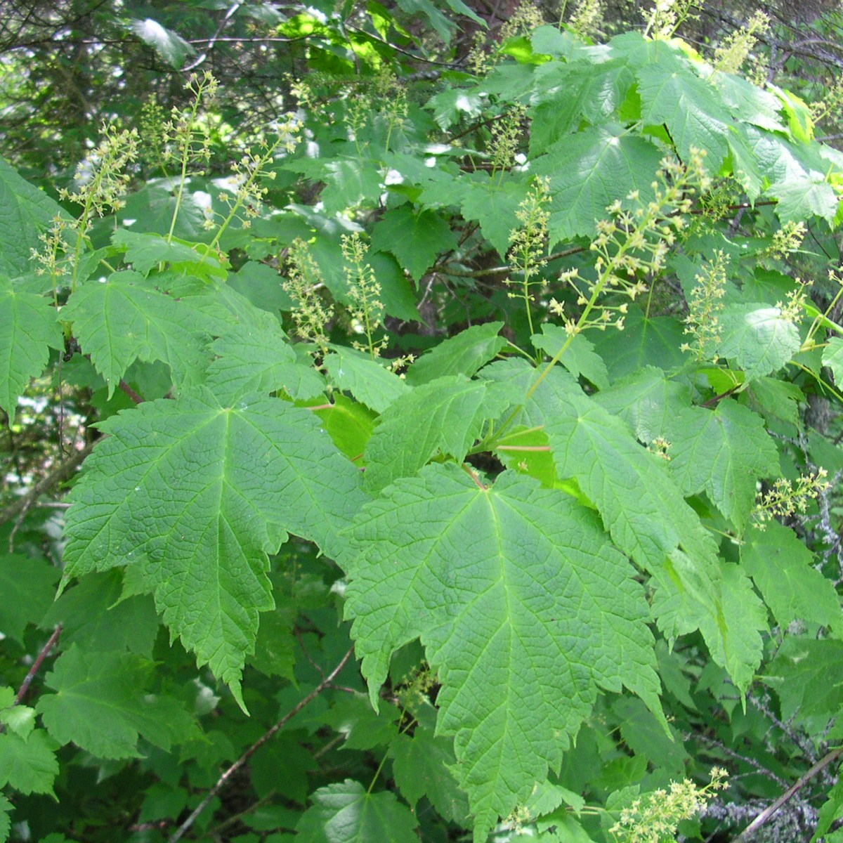 Populus balsamifera Multiplants