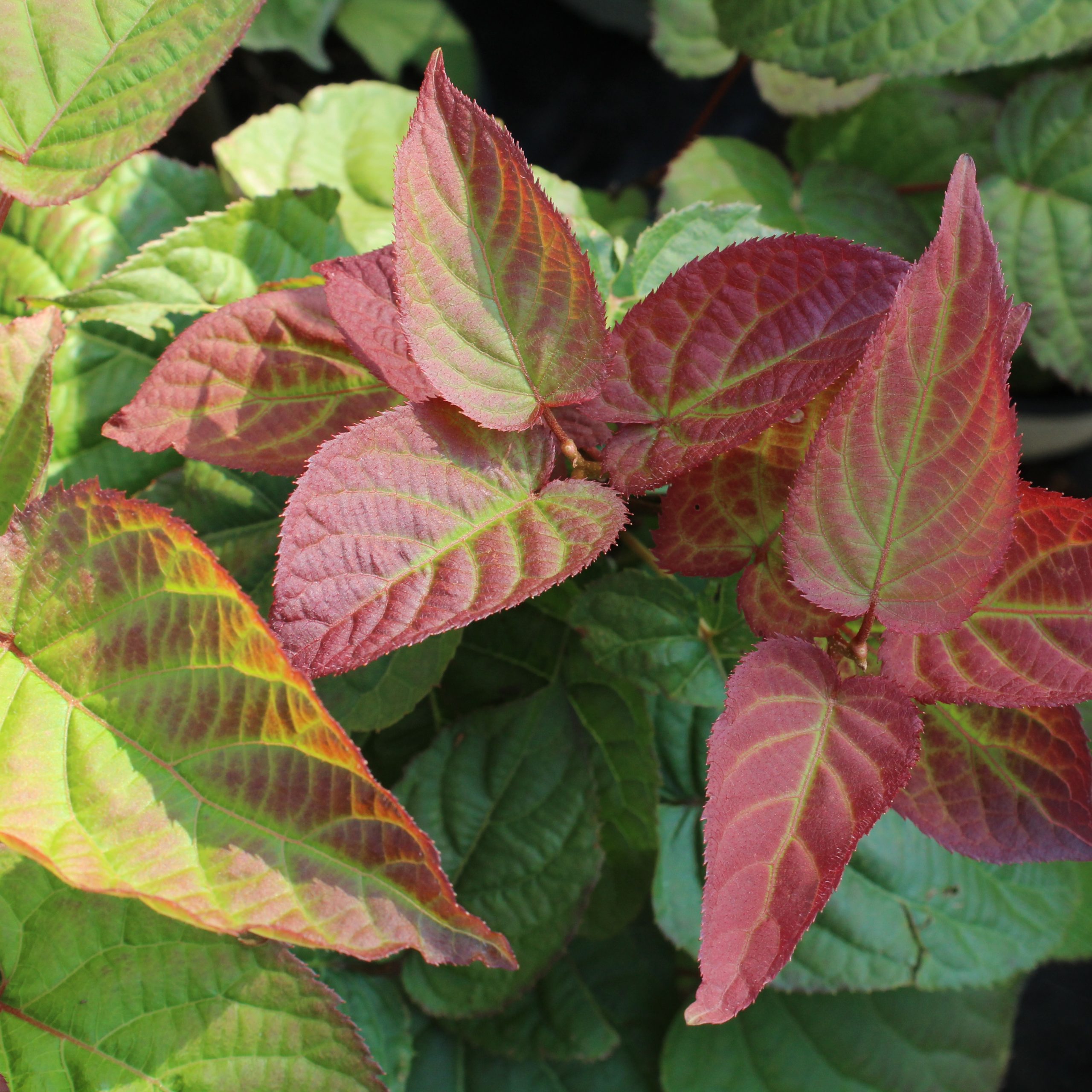 Vendita Piccoli Frutti Online, La Scelta Migliore Per Acquistare Piante Di Kiwi KIWI KOLOMIKTA 'Sentyabraskaya - Foto 2