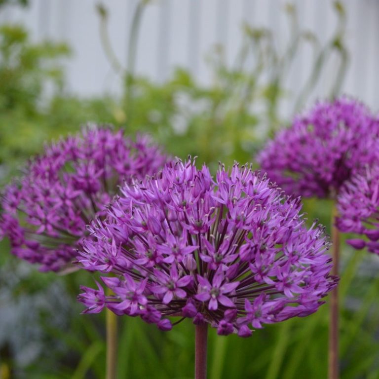 Allium ‘Lavender Bubbles’ Multiplants