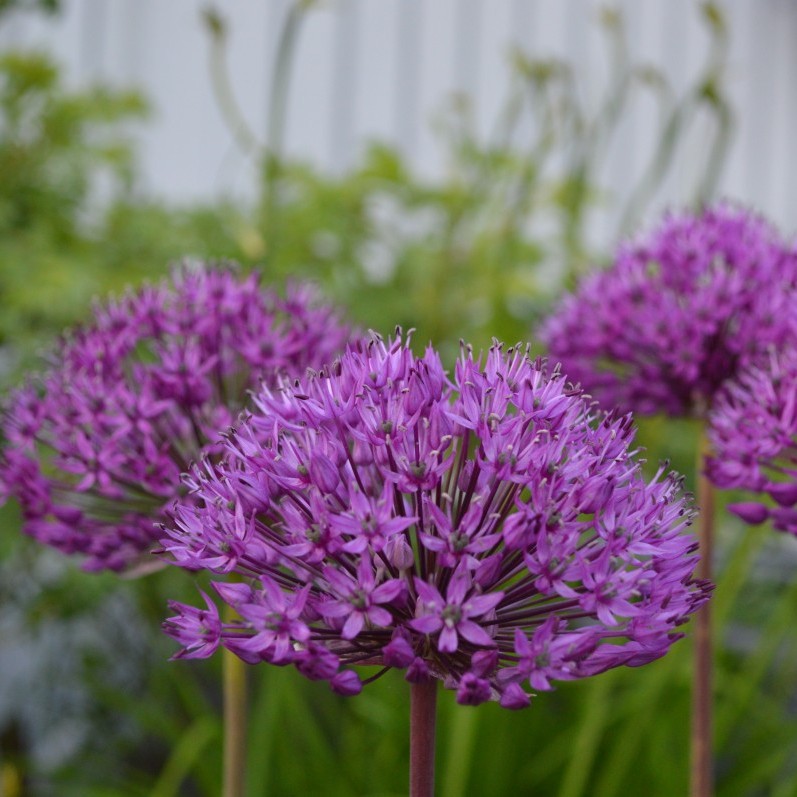 Allium 'Lavender Bubbles' Multiplants