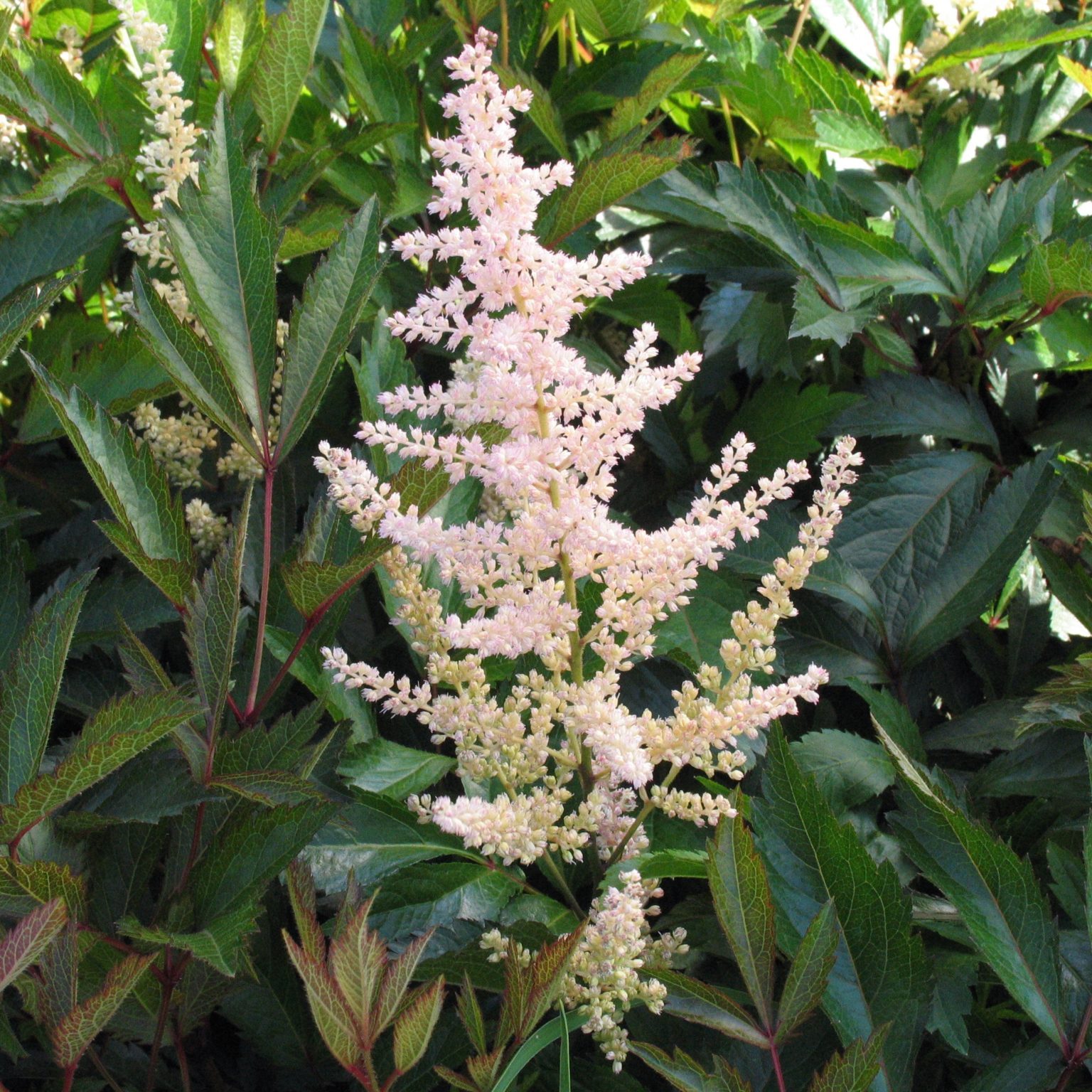 astilbe-arendsii-erika-multiplants
