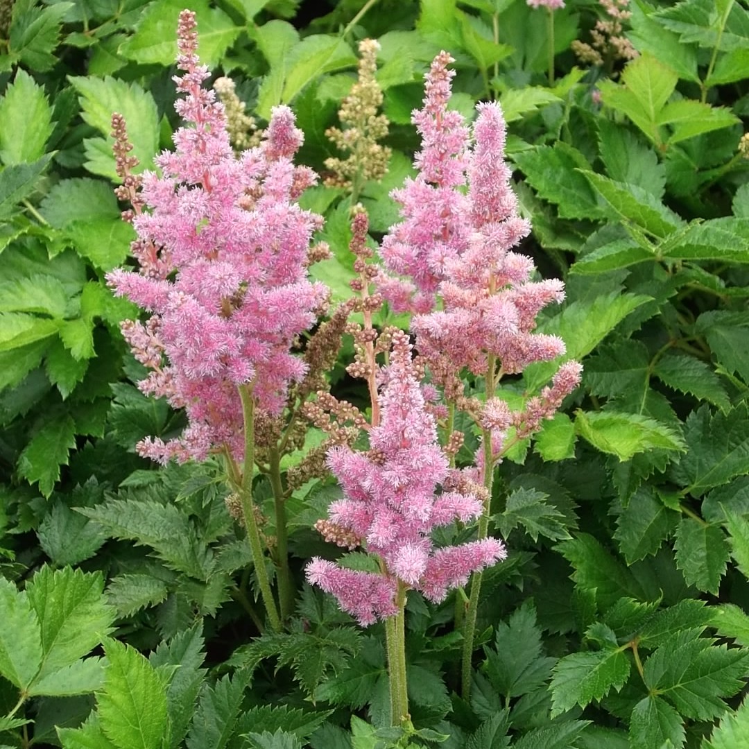 Astilbe chinensis 'Visions in Pink