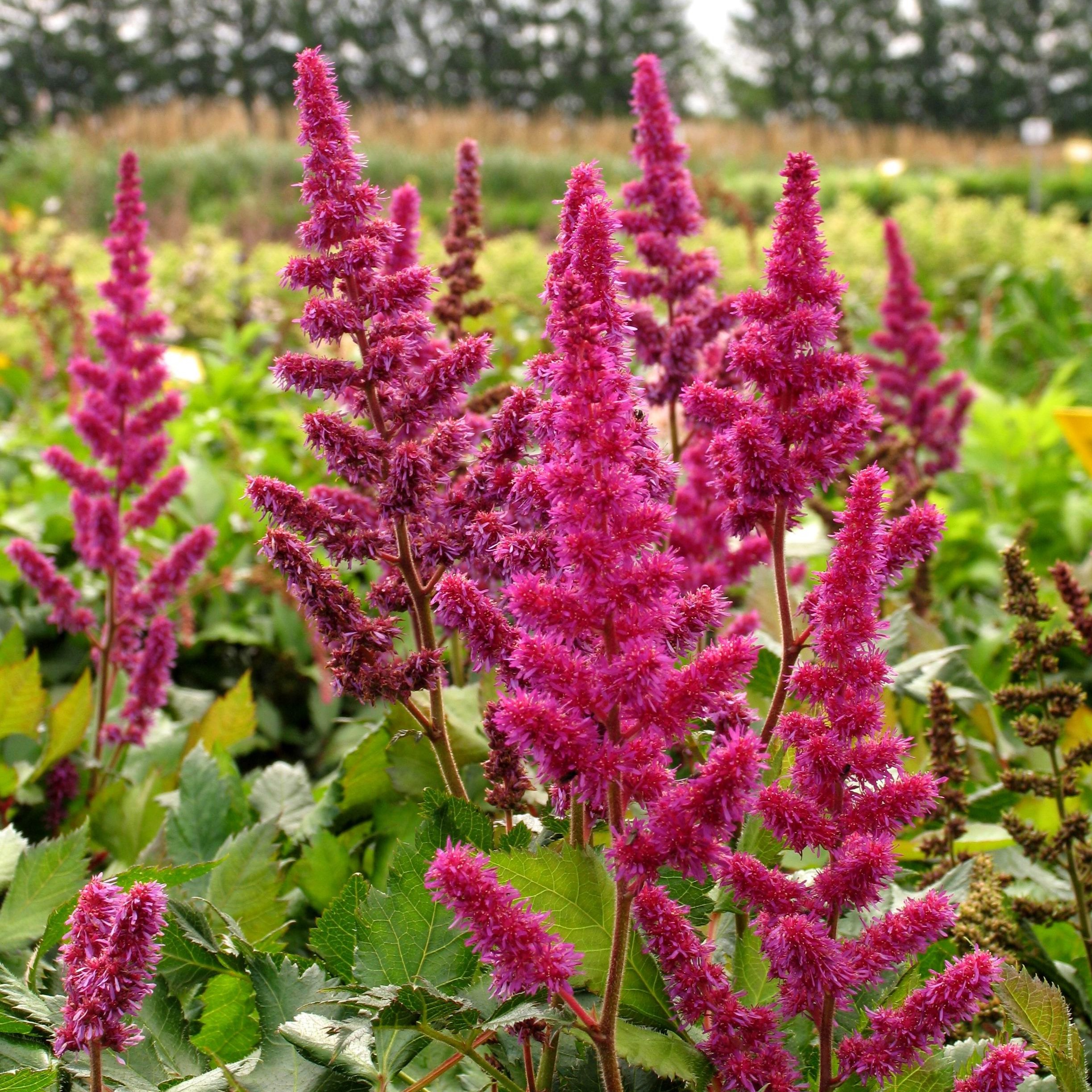 Visions Of Red Astilbe