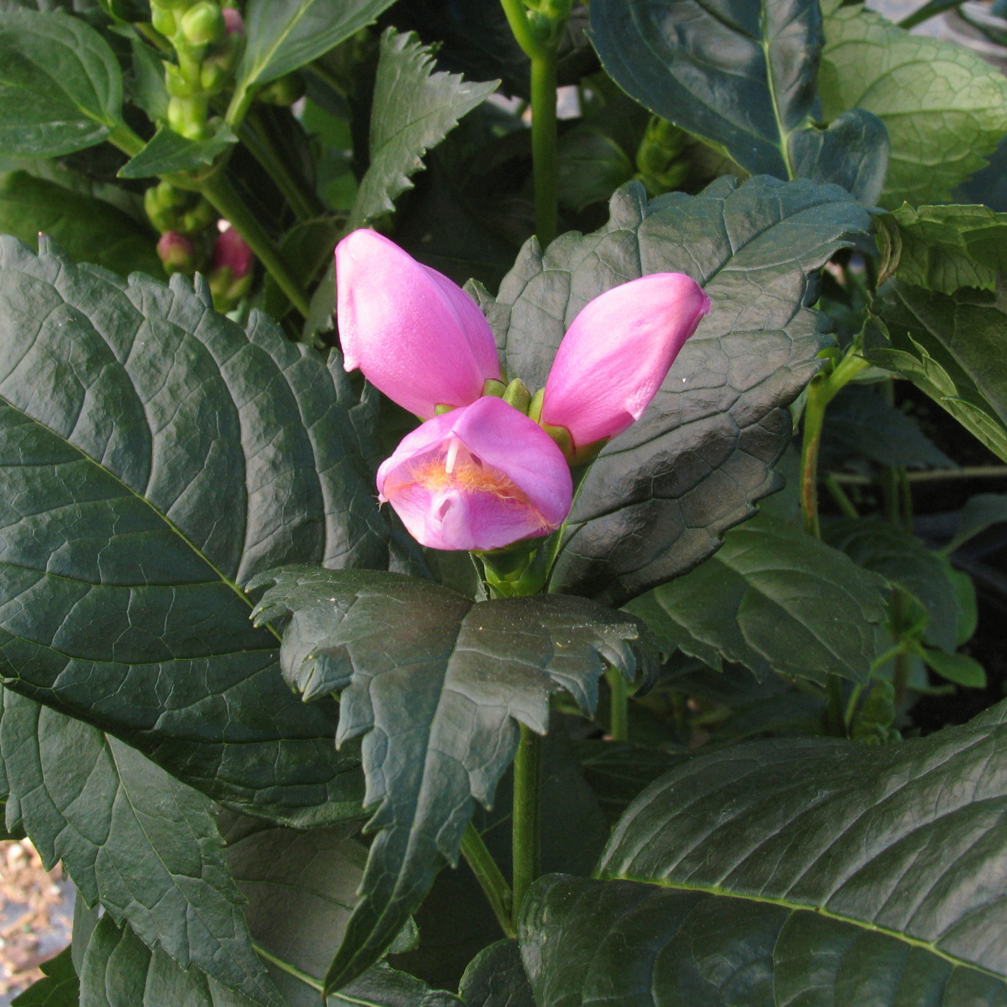 Chelone obliqua Multiplants