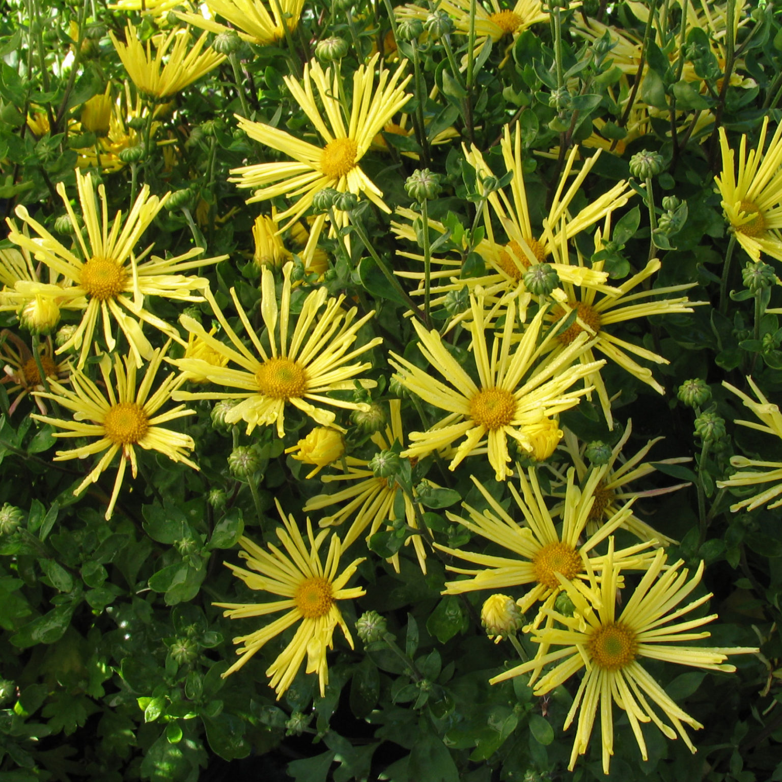 Chrysanthemum 'Mammoth Yellow Quill' Multiplants