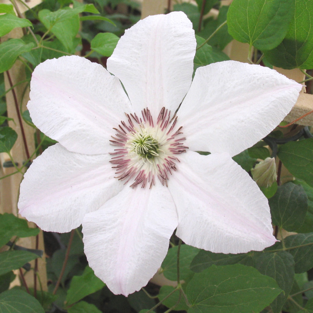 Clematis 'John Paul II' Multiplants
