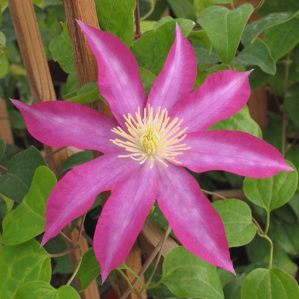 Clematis 'Pink Champagne' Multiplants