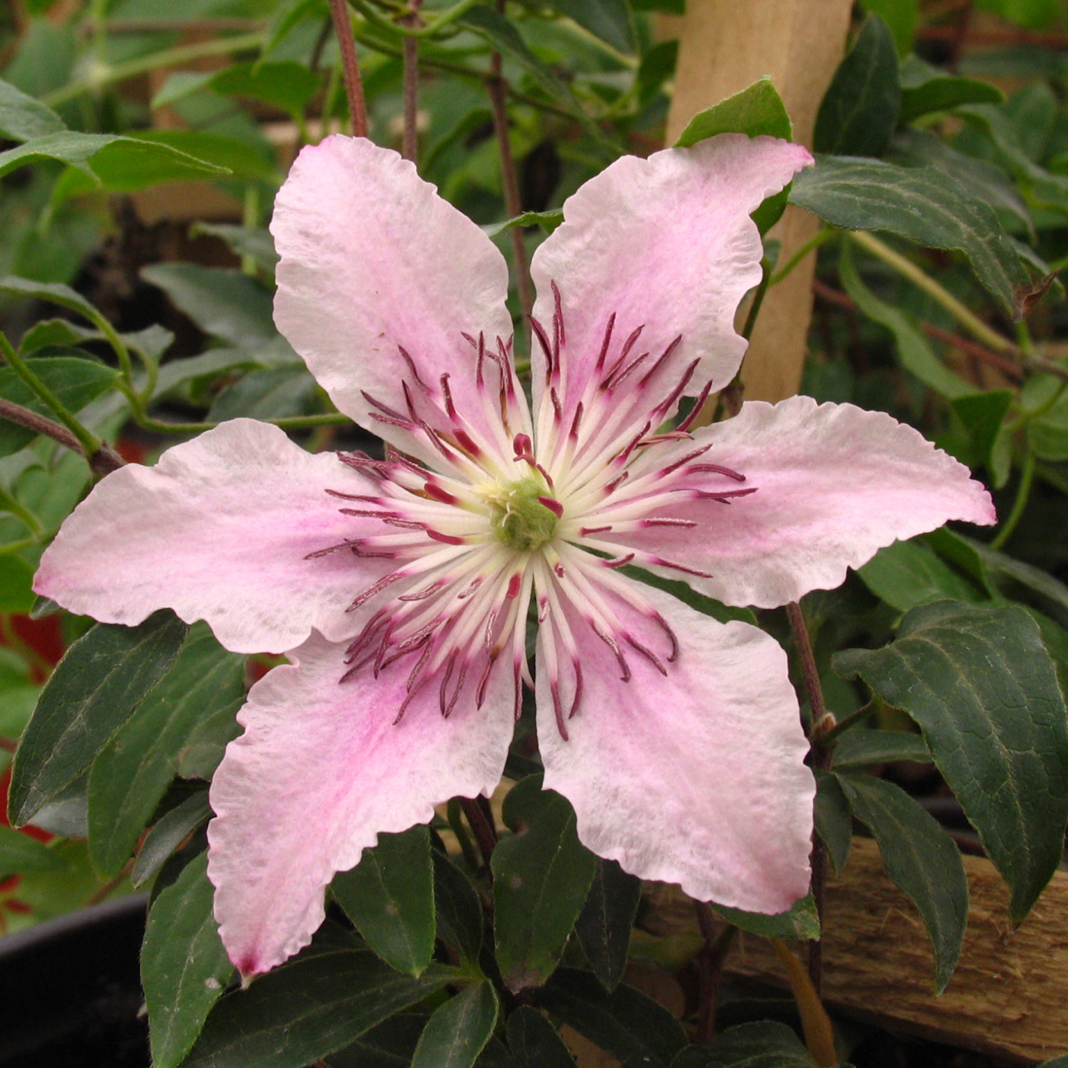 Clematis ‘Pink Fantasy’ Multiplants