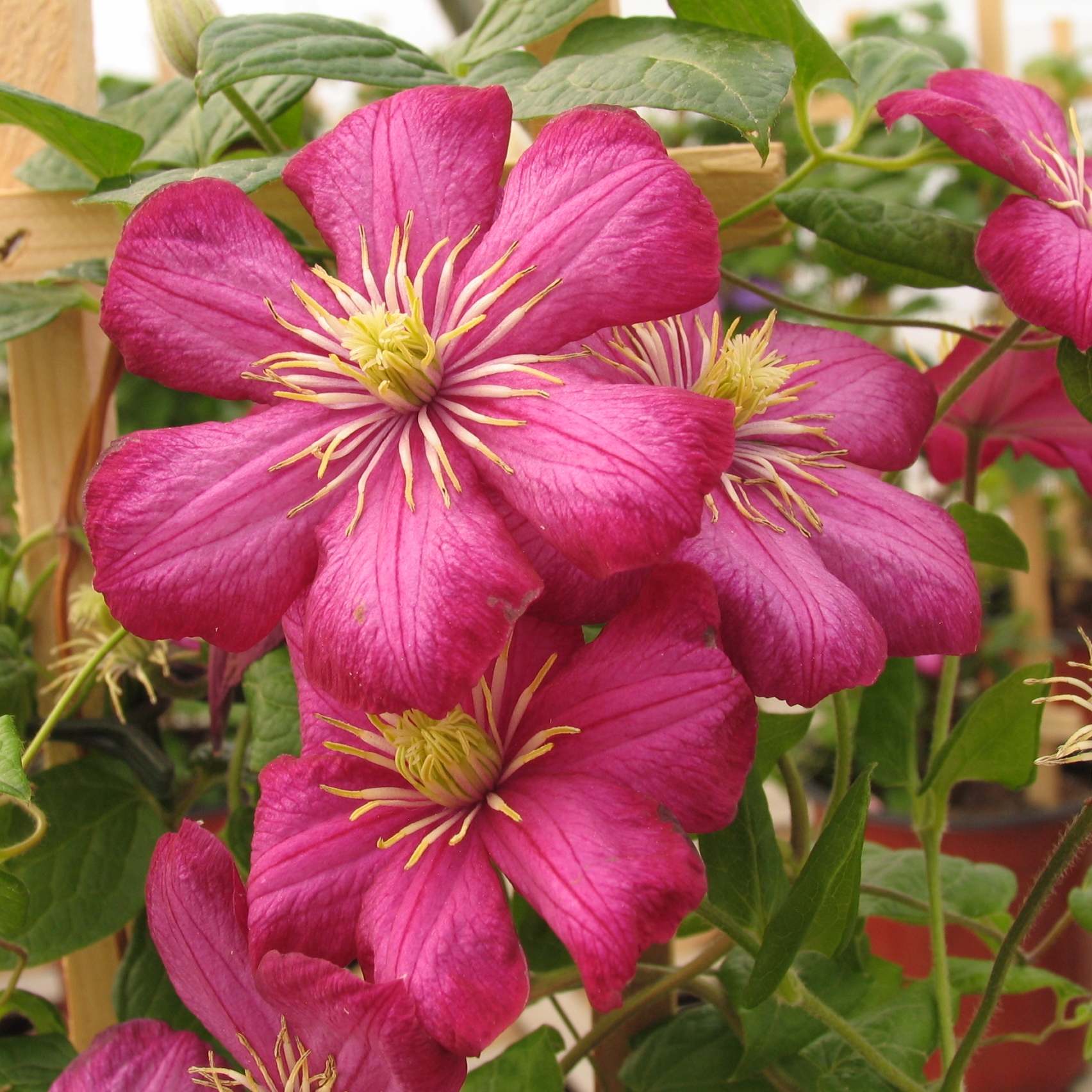 Clematis 'Ville de Lyon' Multiplants