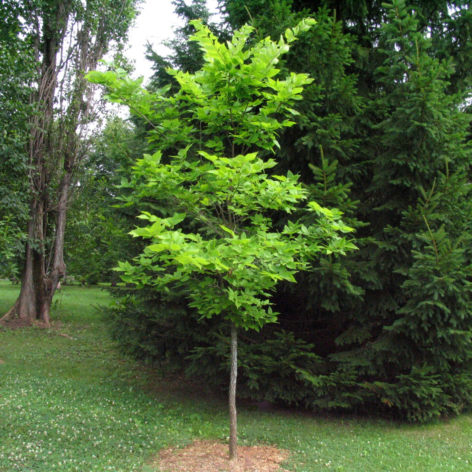 Celtis occidentalis Multiplants