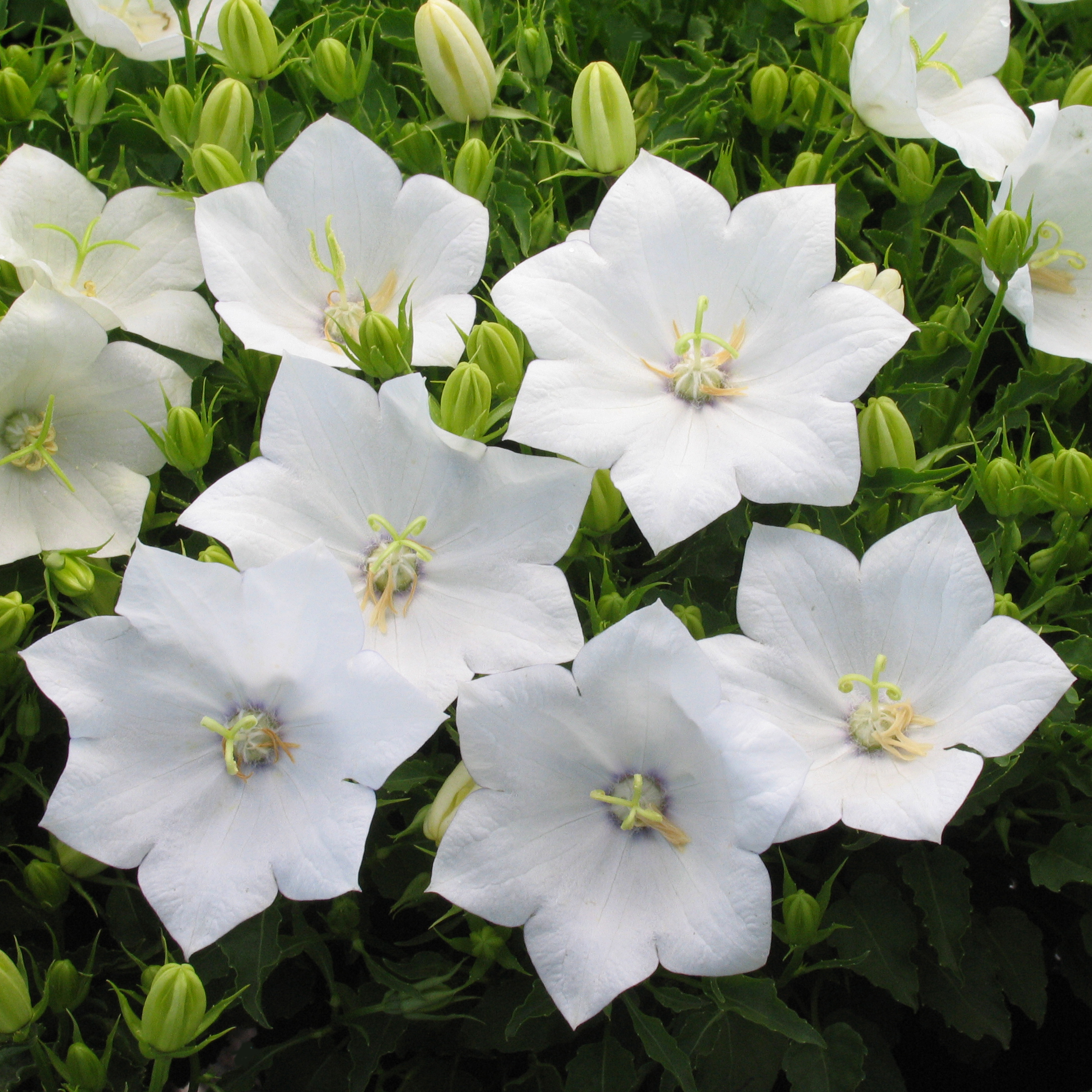 Campanula carpatica 'White Clips' – Multiplants