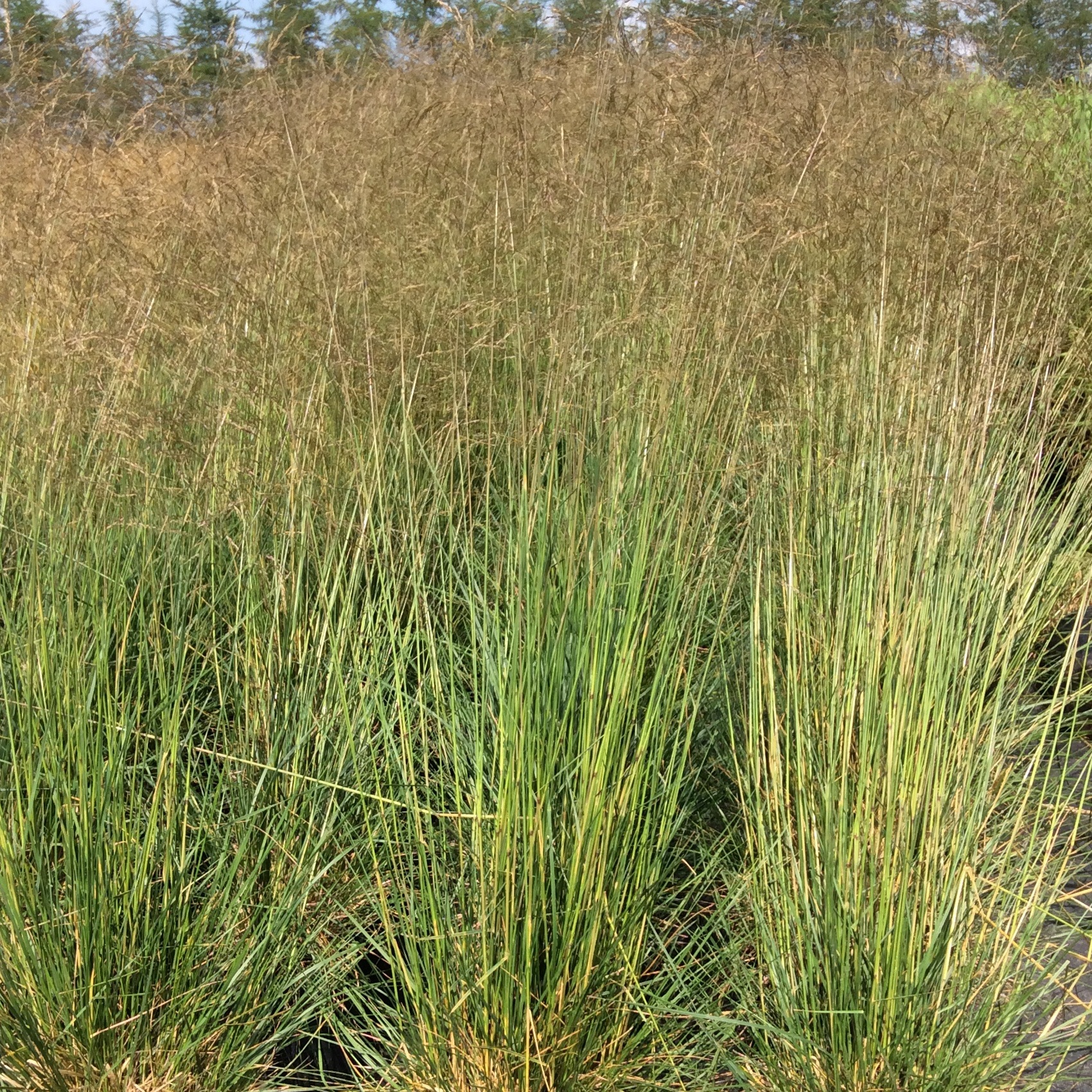 Deschampsia cespitosa Bronzeschleier Multiplants