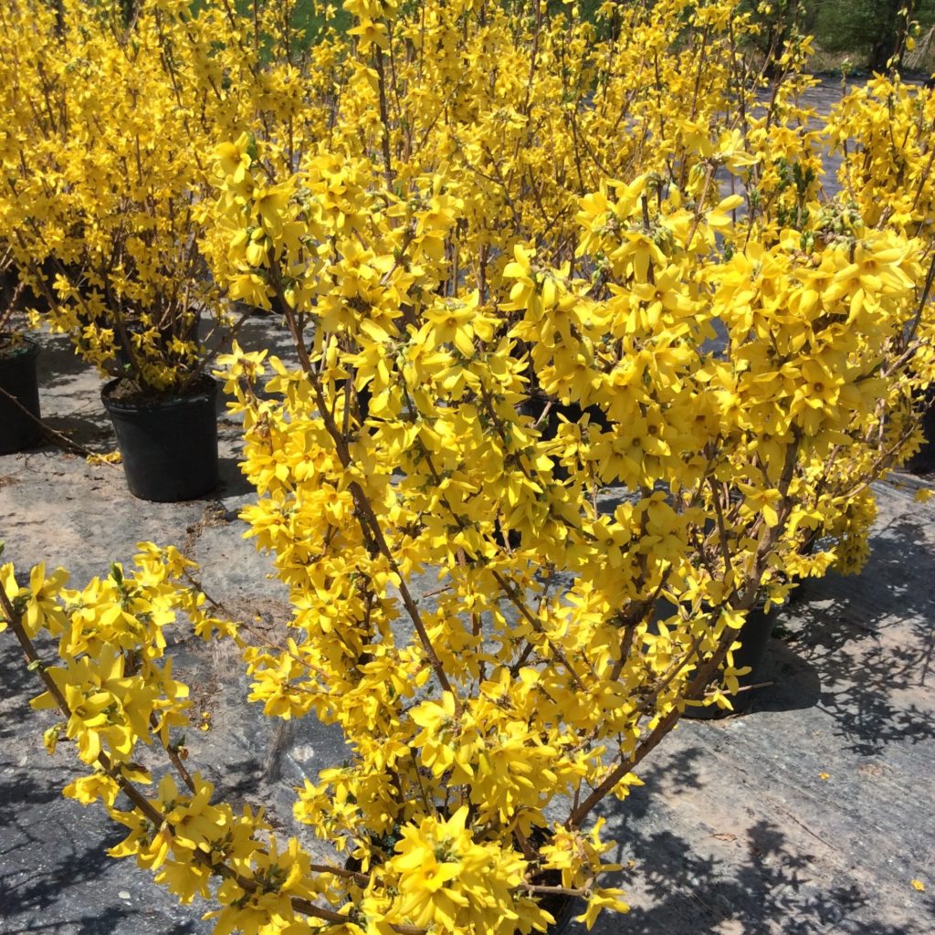 Forsythia 'Northern Gold' Multiplants