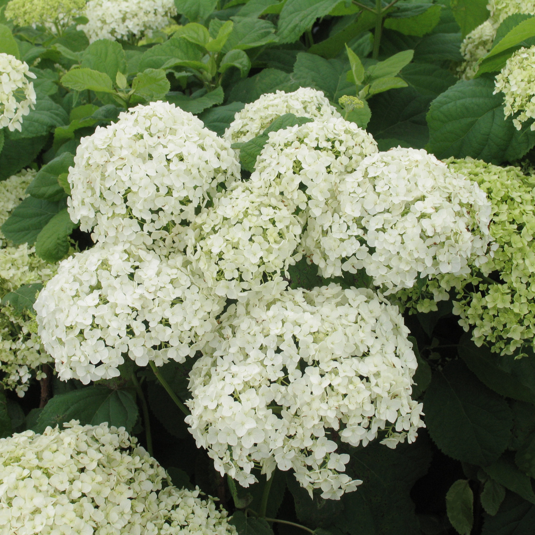 Hydrangea Arborescens Annabelle Multiplants
