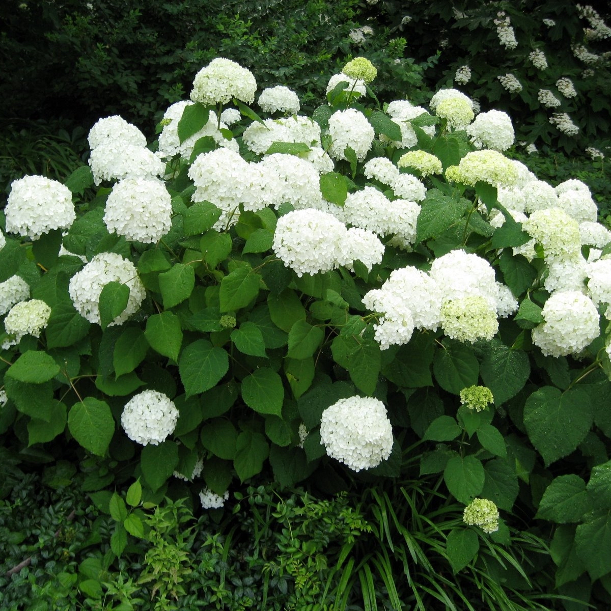 Hydrangea Arborescens