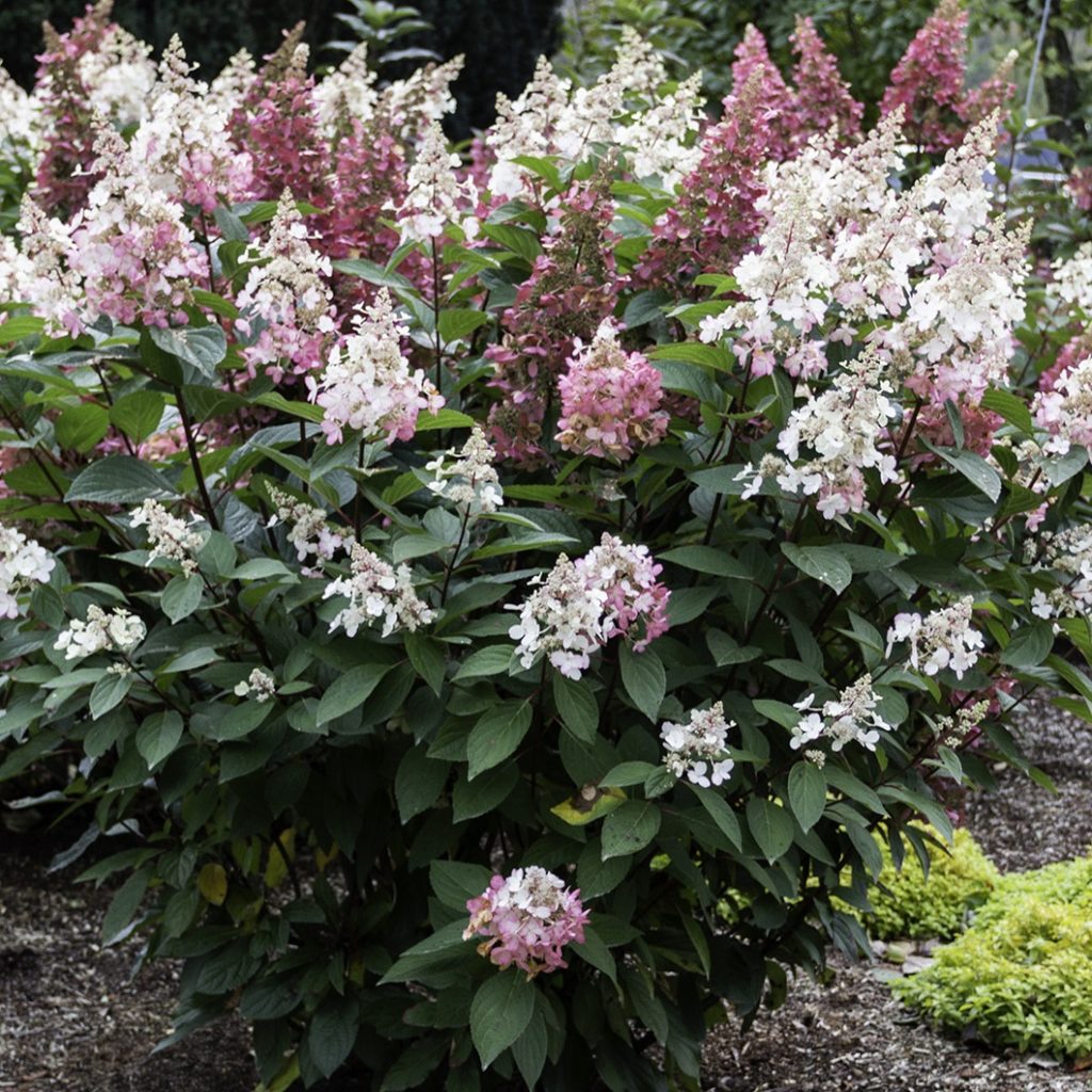 Hydrangea paniculata 'Candelabra' Multiplants