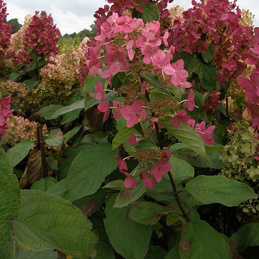 Hydrangea paniculata 'Mega Mindy' – Multiplants