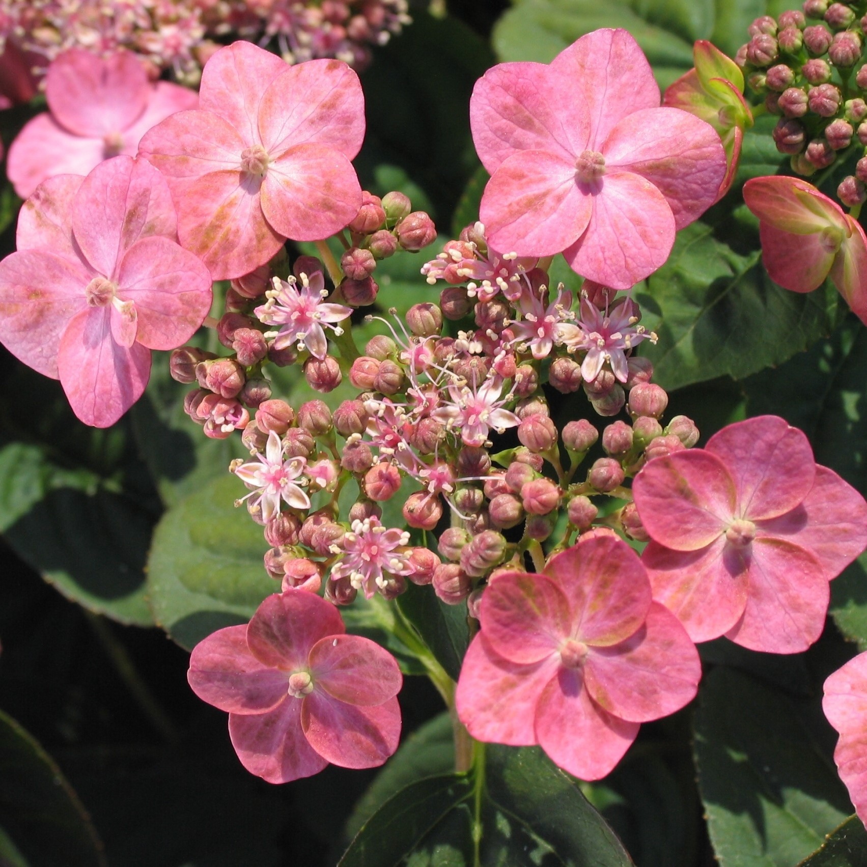 Image of Hydrangea serrata pink hydrangea flowers