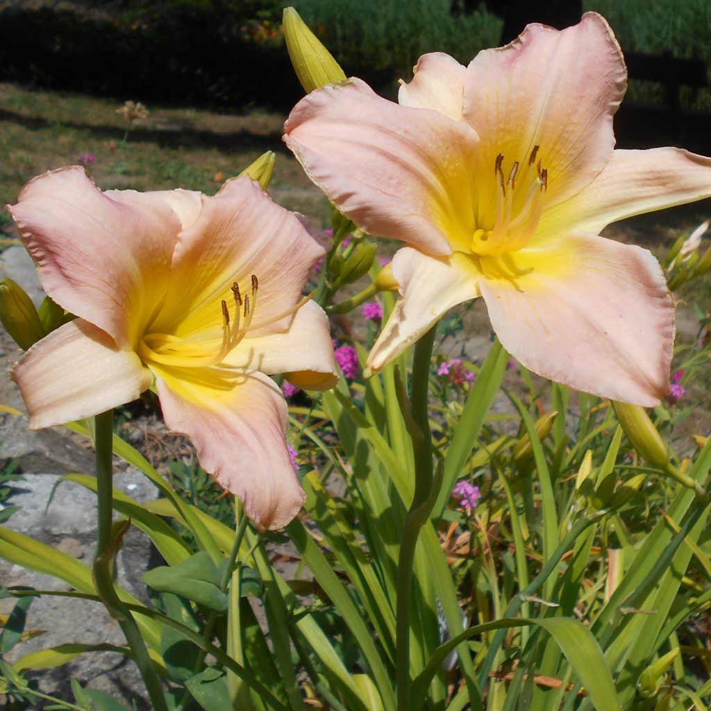 Lilium asiatic 'Golden Matrix' Multiplants