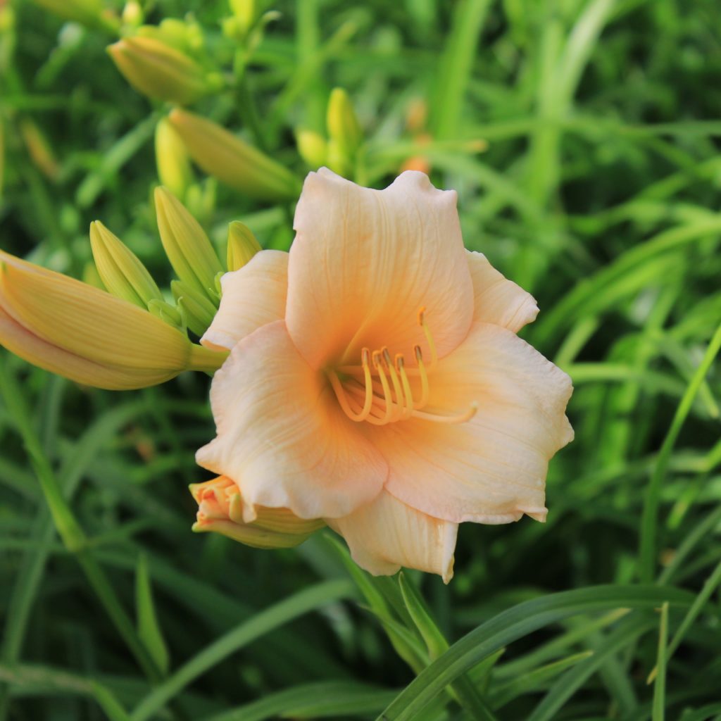 Hemerocallis 'Mini Pearl' Multiplants