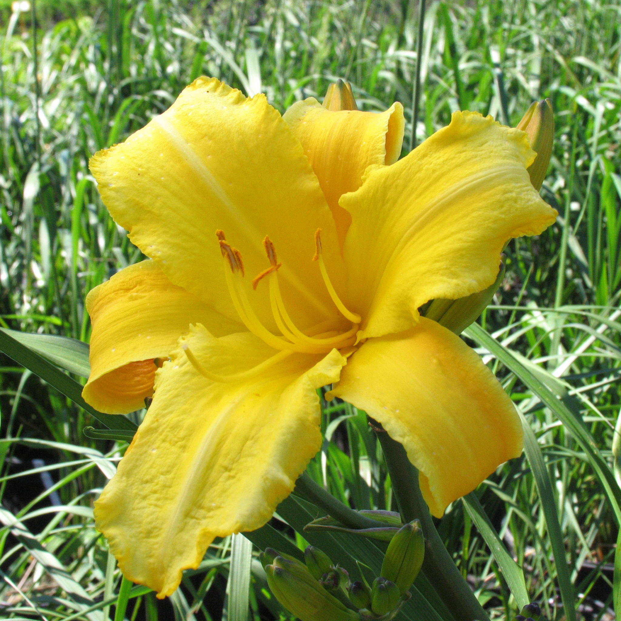 Hemerocallis ‘Mary Todd’ - Multiplants