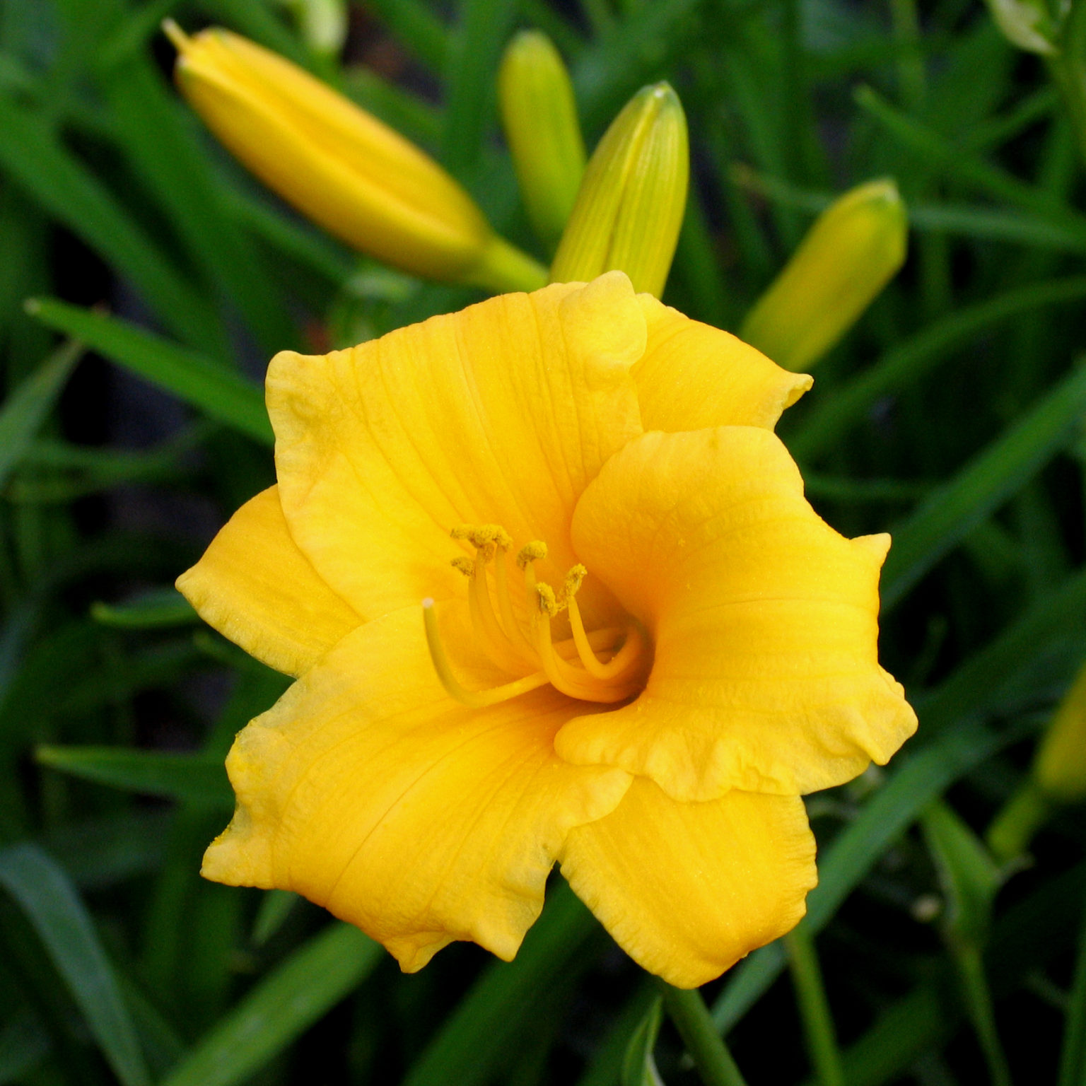 Hemerocallis ‘Stella de Oro’ Multiplants