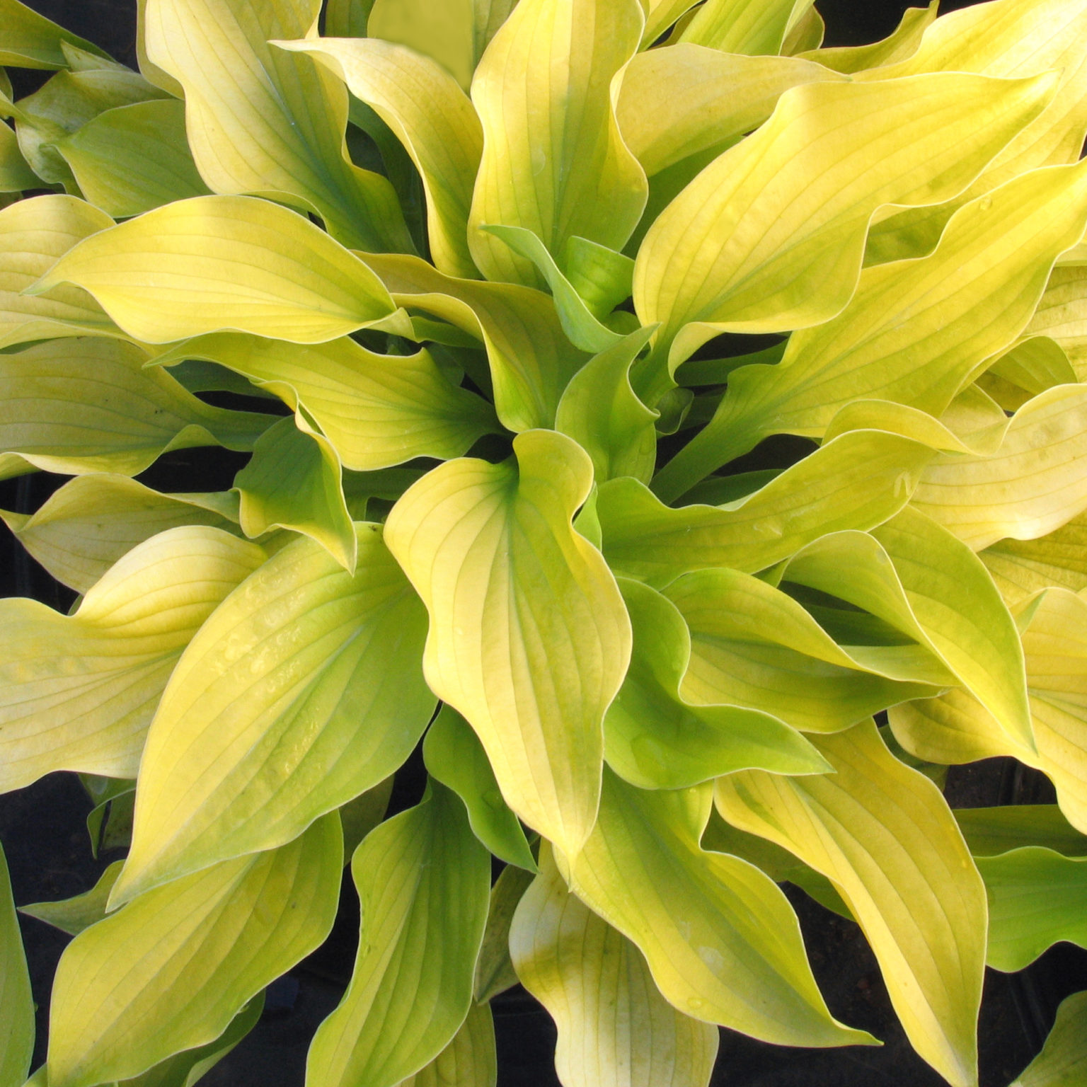 Hosta ‘August Moon’ Multiplants