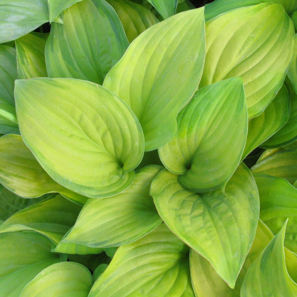 Hosta 'Guacamole' Multiplants