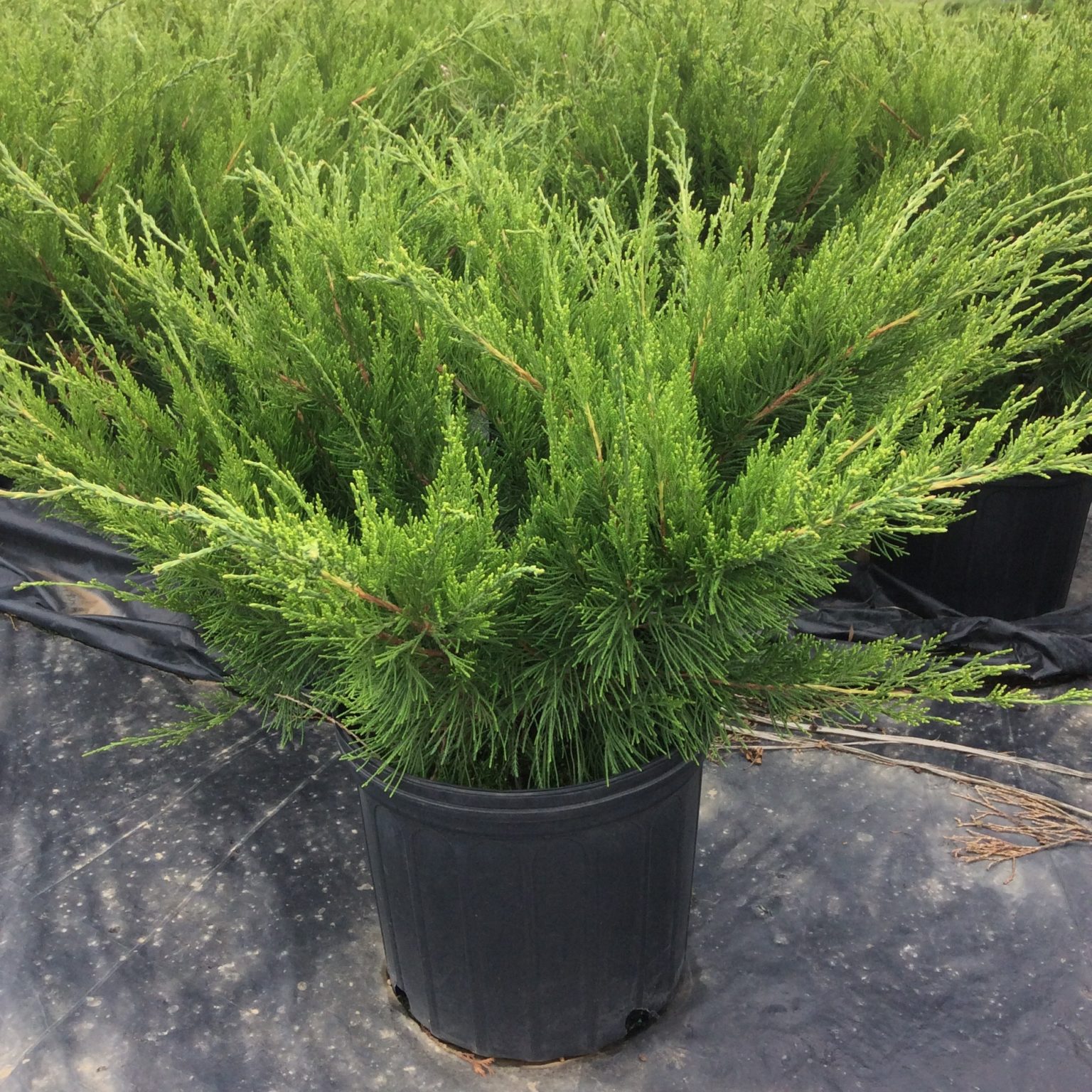 Juniperus chinensis ‘Mint Julep’ Multiplants