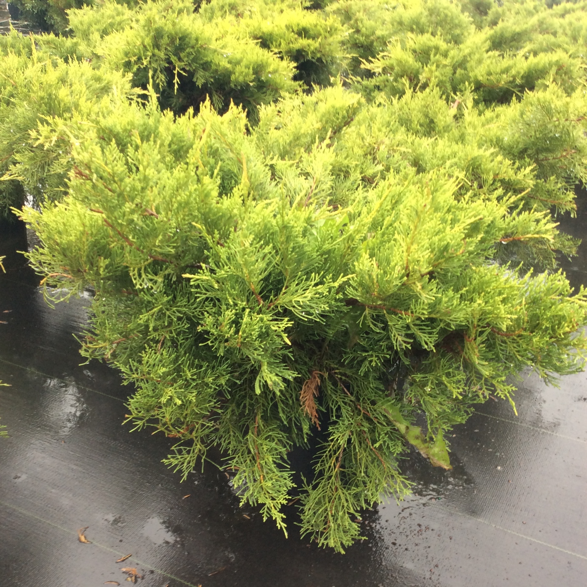 Juniperus chinensis 'Old Gold' - Multiplants