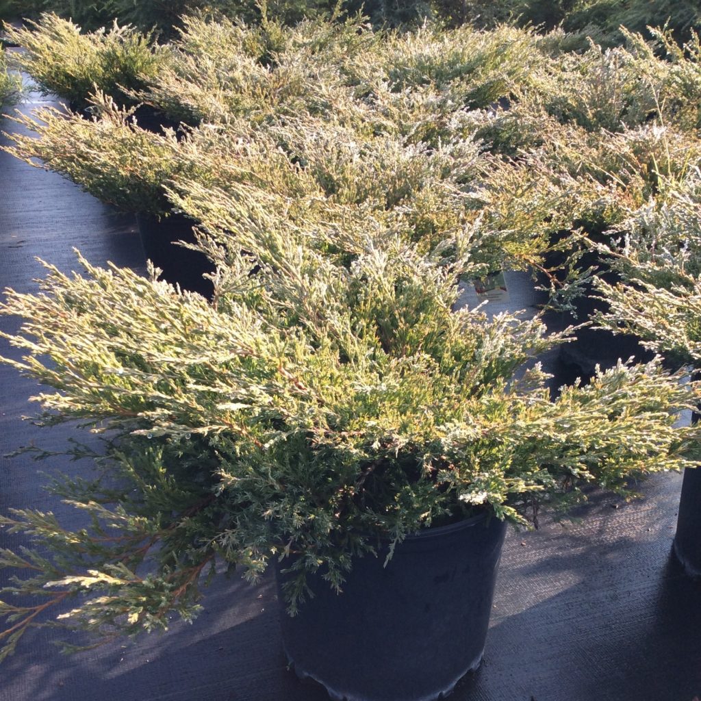 Juniperus horizontalis ‘Youngstown’ Multiplants