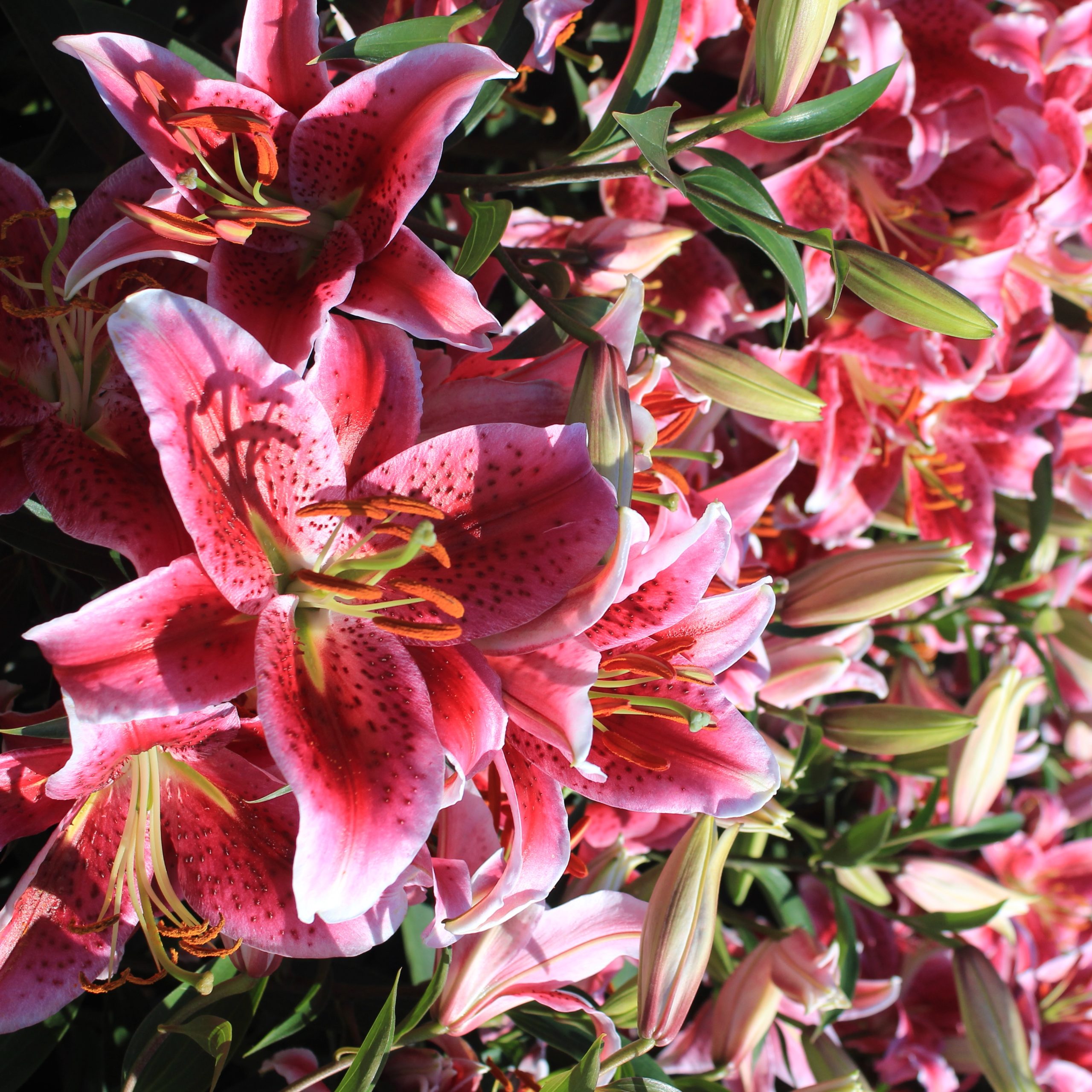 Lilium oriental 'Stargazer' - Multiplants