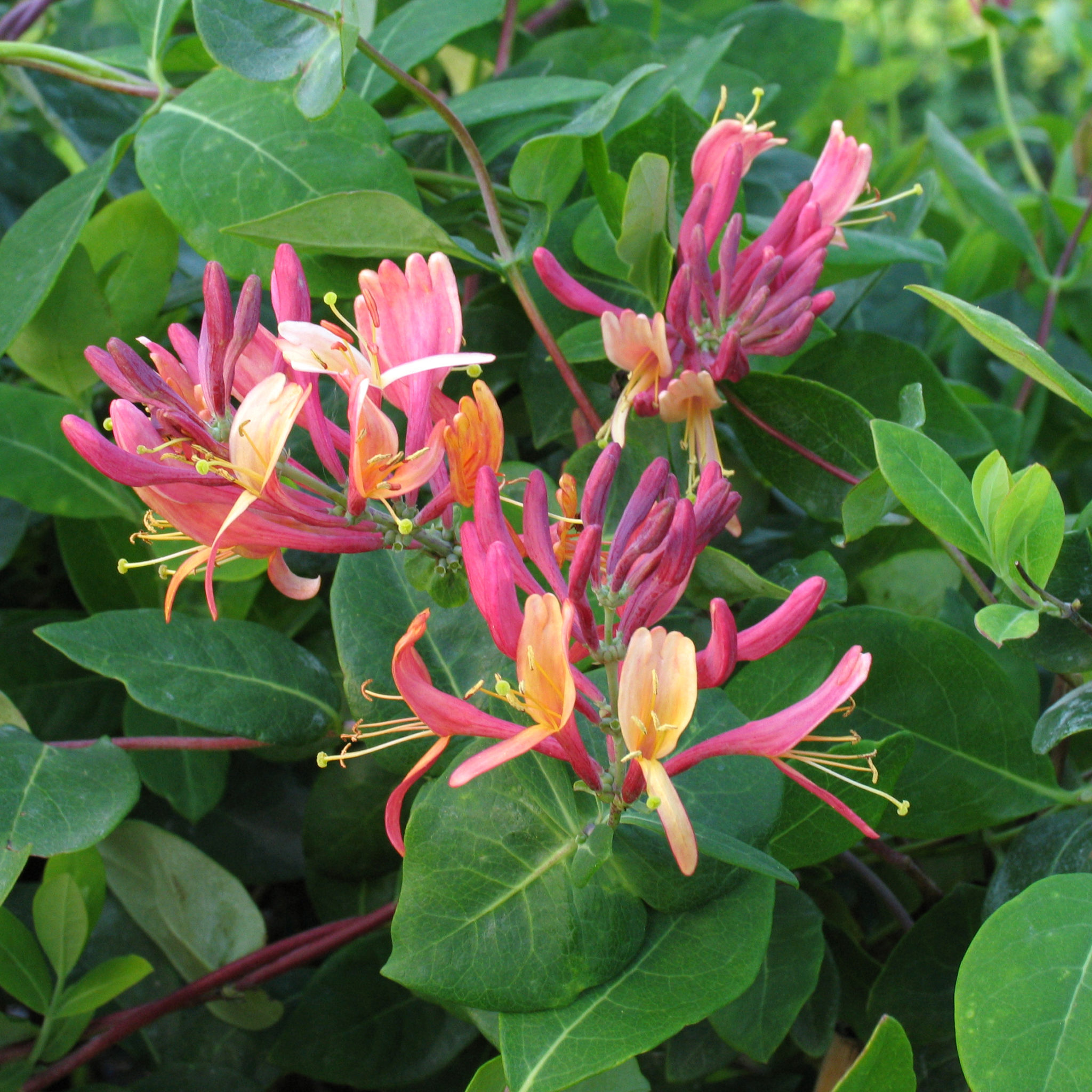 lonicera-heckrottii-goldflame-multiplants