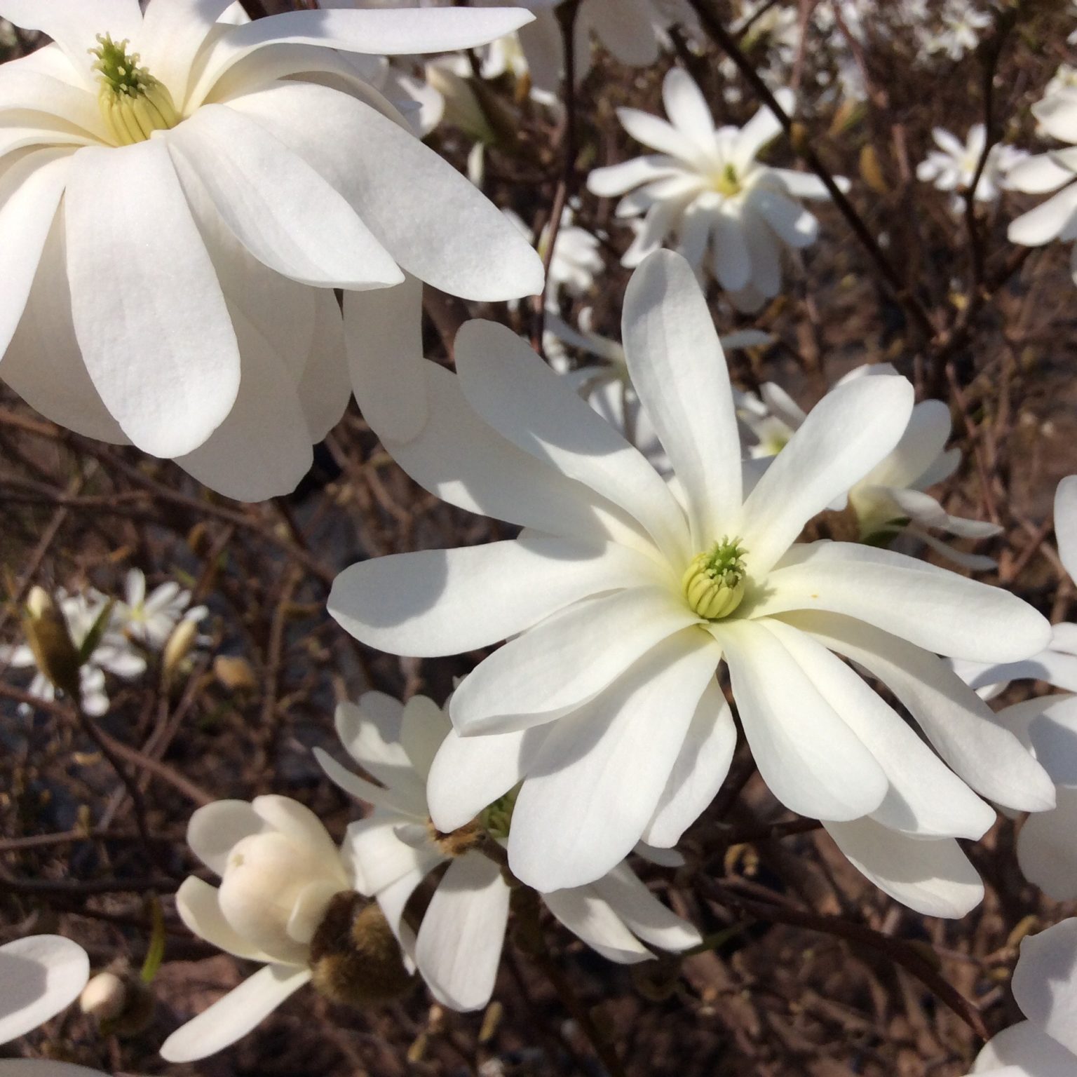 Magnolia stellata 'Royal Star' Multiplants