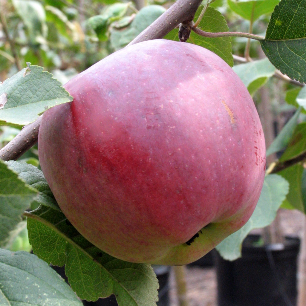 Malus 'Liberty' Multiplants