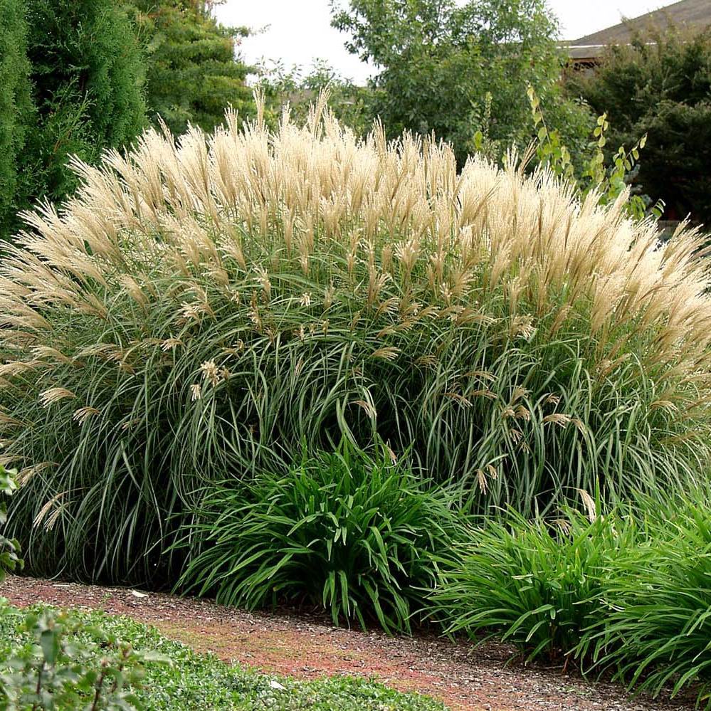 Miscanthus silberfeder deals