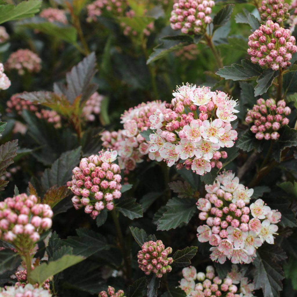 Physocarpus opulifolius 'Tiny Wine' Multiplants