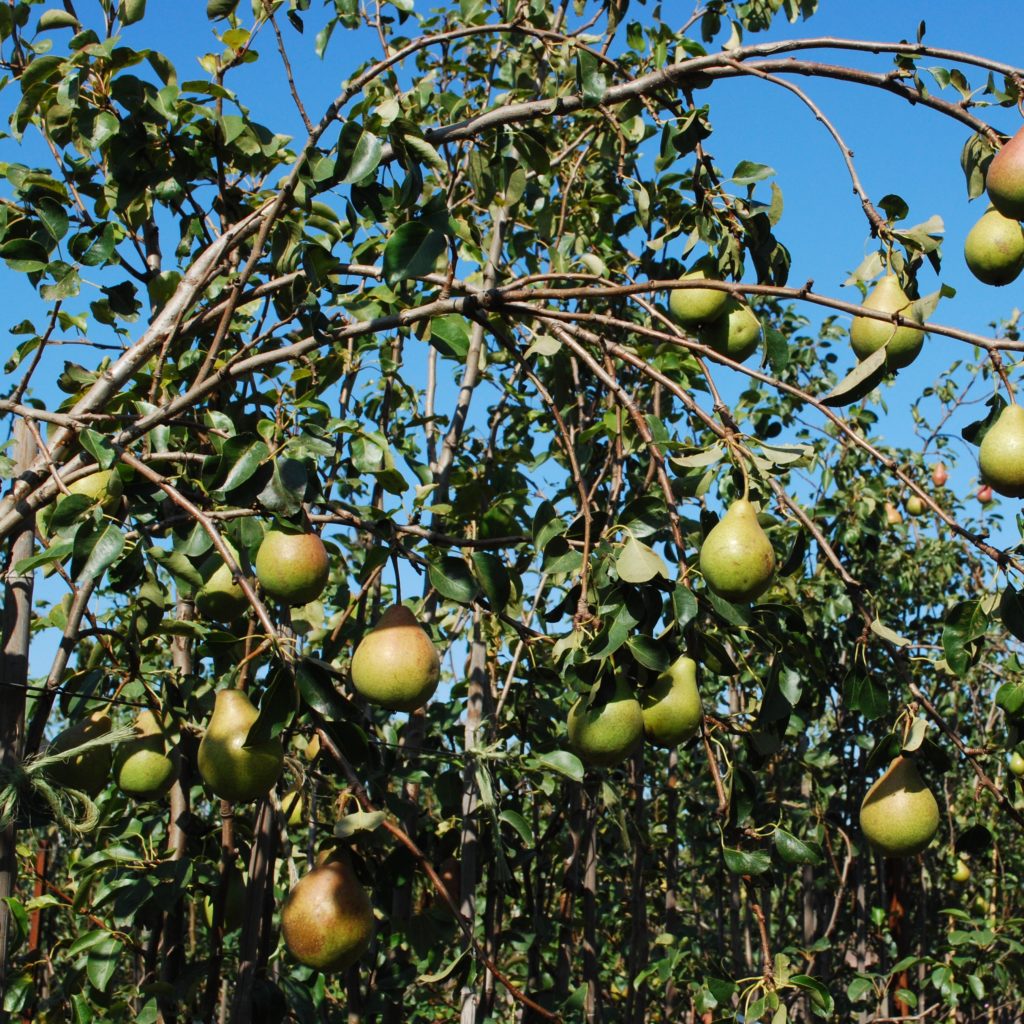 Pyrus combination 'Pear' - Multiplants