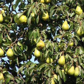 Pyrus 'Early Gold' (or 'Early Golden') - Poirier rustique